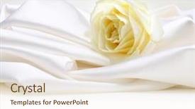  Presentation with silk - Audience pleasing presentation theme consisting of rose on white silk background backdrop and a sky blue colored foreground