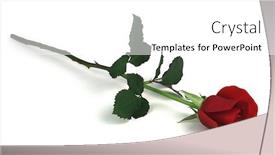  Presentation with white rose - Presentation theme having rose on white background and a white colored foreground