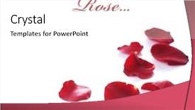  Presentation with white rose - Slide deck having rose petals border isolated background and a white colored foreground