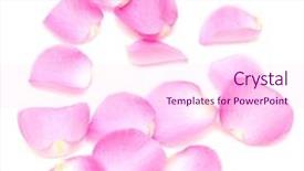  Presentation with white rose - PPT theme enhanced with rose petals border on white background and a pink colored foreground