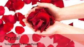  Presentation with aromatherapy - PPT layouts consisting of rose petals in female hands background and a red colored foreground