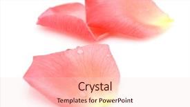  Presentation with rose petal corner frame - Theme enhanced with rose petals background and a lemonade colored foreground