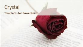  Presentation with thorn - Audience pleasing slides consisting of rose placed on a book backdrop and a  colored foreground