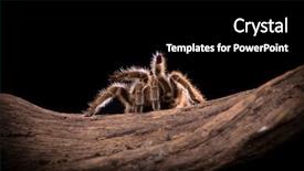  Presentation with chilean - PPT layouts enhanced with chilean rose tarantula large backlit background and a black colored foreground