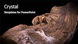  Presentation with chilean - Audience pleasing theme consisting of chilean rose tarantula large backlit backdrop and a black colored foreground