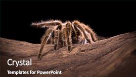  Presentation with chilean - Slides having chilean rose tarantula large backlit background and a  colored foreground