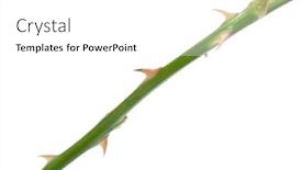  Presentation with thorn - Amazing PPT layouts having rose thorn backdrop and a white colored foreground
