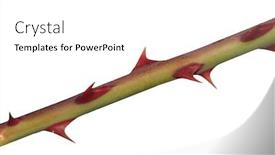  Presentation with thorns - PPT layouts having rose thorns background and a white colored foreground