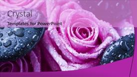  Presentation with water drops - Amazing PPT theme having rose-water-drops backdrop and a lavender colored foreground