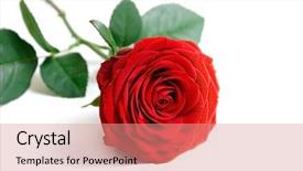  Presentation with white rose - Cool new PPT theme with rose backdrop and a coral colored foreground