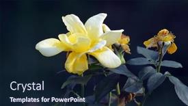  Presentation with animated rose - Beautiful slides featuring rose backdrop and a wine colored foreground