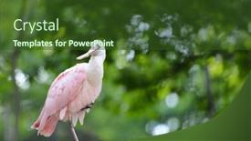  Presentation with florida - Slide set having roseate-spoonbill-a-k background and a tawny brown colored foreground