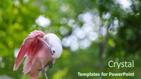  Presentation with florida - Presentation theme featuring roseate-spoonbill-a-k background and a tawny brown colored foreground