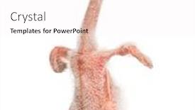  Presentation with chick - Cool new presentation theme with roseate-spoonbill-chick-platalea-ajaja backdrop and a white colored foreground