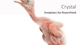  Presentation with chick - Theme consisting of roseate-spoonbill-chick-platalea-ajaja background and a white colored foreground