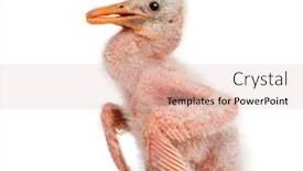  Presentation with chick - Beautiful PPT theme featuring roseate-spoonbill-chick-platalea-ajaja backdrop and a lemonade colored foreground