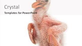  Presentation with chick - Slides with roseate-spoonbill-chick-platalea-ajaja background and a lemonade colored foreground