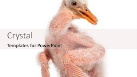  Presentation with chick - Colorful theme enhanced with roseate-spoonbill-chick-platalea-ajaja backdrop and a lemonade colored foreground