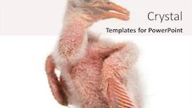  Presentation with chick - PPT theme having roseate-spoonbill-chick-platalea-ajaja background and a lemonade colored foreground