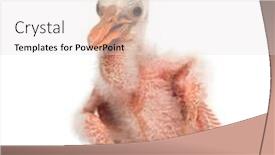  Presentation with chick - Audience pleasing slides consisting of roseate-spoonbill-chick-platalea-ajaja backdrop and a sky blue colored foreground