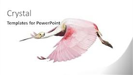  Presentation with flight - Slide set with roseate-spoonbill-in-flight-isolated background and a white colored foreground