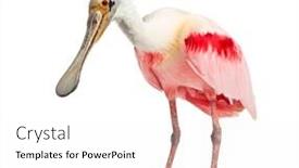  Presentation with white - Slide set with roseate-spoonbill-standing-isolated background and a white colored foreground