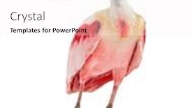  Presentation with pink and white roses country - PPT layouts having roseate-spoonbill-standing-isolated background and a white colored foreground