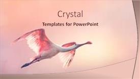  Presentation with flying - Presentation theme having roseate-spoonbills-flying-at-sunset background and a lemonade colored foreground
