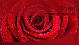  Presentation with water drops - Presentation consisting of rosebud - closeup on a beautiful single background and a crimson colored foreground