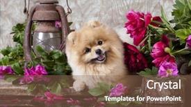  Presentation with heart of flowers - Beautiful PPT theme featuring rosebud - puppy pomeranian and flowers backdrop and a violet colored foreground