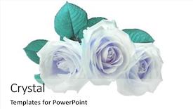  Presentation with turquoise blue and deep blue - PPT theme with rosebud - three blue turquoise roses isolated background and a white colored foreground