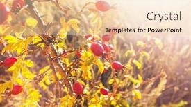  Presentation with berries - Colorful slide set enhanced with rosehip-berries-on-the-twig backdrop and a lemonade colored foreground