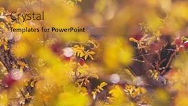  Presentation with berries - Amazing PPT theme having rosehip-berries-on-the-twig backdrop and a gold colored foreground