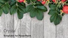  Presentation with rustic wood border - Slide deck having rosehip-berry-fruit-forming background and a light gray colored foreground