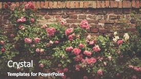  Presentation with light roses - Beautiful slide set featuring roselight - background of gentle light pink backdrop and a dark gray colored foreground