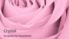  Presentation with pink rose petals - Audience pleasing presentation design consisting of roselight - close up of pink rose backdrop and a lemonade colored foreground