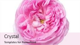  Presentation with pink rose petals on white - Beautiful PPT theme featuring roselight - light pink rose isolated backdrop and a lemonade colored foreground