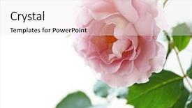  Presentation with pink rose - Beautiful presentation theme featuring roselight - pink rose isolated on white backdrop and a white colored foreground