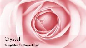  Presentation with singled green pink rose - PPT theme having roselight - pink rose macro close up background and a lemonade colored foreground