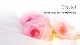 Presentation with pink roses - PPT layouts with roselight - pink roses on a white background and a white colored foreground