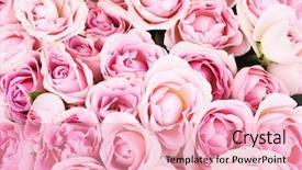  Presentation with red roses rose garden - Presentation theme with roselight - red roses background and a lemonade colored foreground