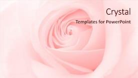  Presentation with pink rose - Audience pleasing presentation theme consisting of roselight - rose pink background backdrop and a lemonade colored foreground