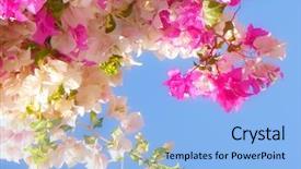  Presentation with blue rose - Cool new PPT theme with roselight - white and rose flowers backdrop and a  colored foreground