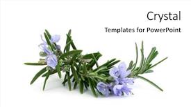  Presentation with branch - Amazing slide deck having rosemary branch and flowers backdrop and a white colored foreground