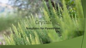  Presentation with mediterranean - Slides enhanced with rosemary-growing-in-garden-traditional background and a seafoam green colored foreground
