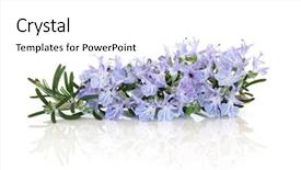  Presentation with herb - PPT theme consisting of rosemary herb flower leaf sprig background and a white colored foreground