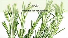  Presentation with herb - Cool new slide set with rosemary-herb-isolated-on-white backdrop and a soft green colored foreground