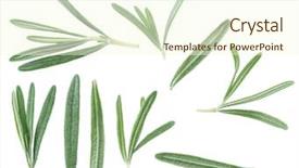  Presentation with herb - Audience pleasing PPT layouts consisting of rosemary herb macro shot backdrop and a cream colored foreground