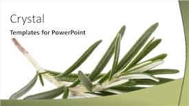  Presentation with herb - Presentation theme with rosemary herb spice leaves isolated on white background cutout background and a white colored foreground