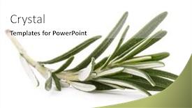  Presentation with lemongrass herb plant fresh leaves - Beautiful theme featuring rosemary-herb-spice-leaves-isolated backdrop and a white colored foreground